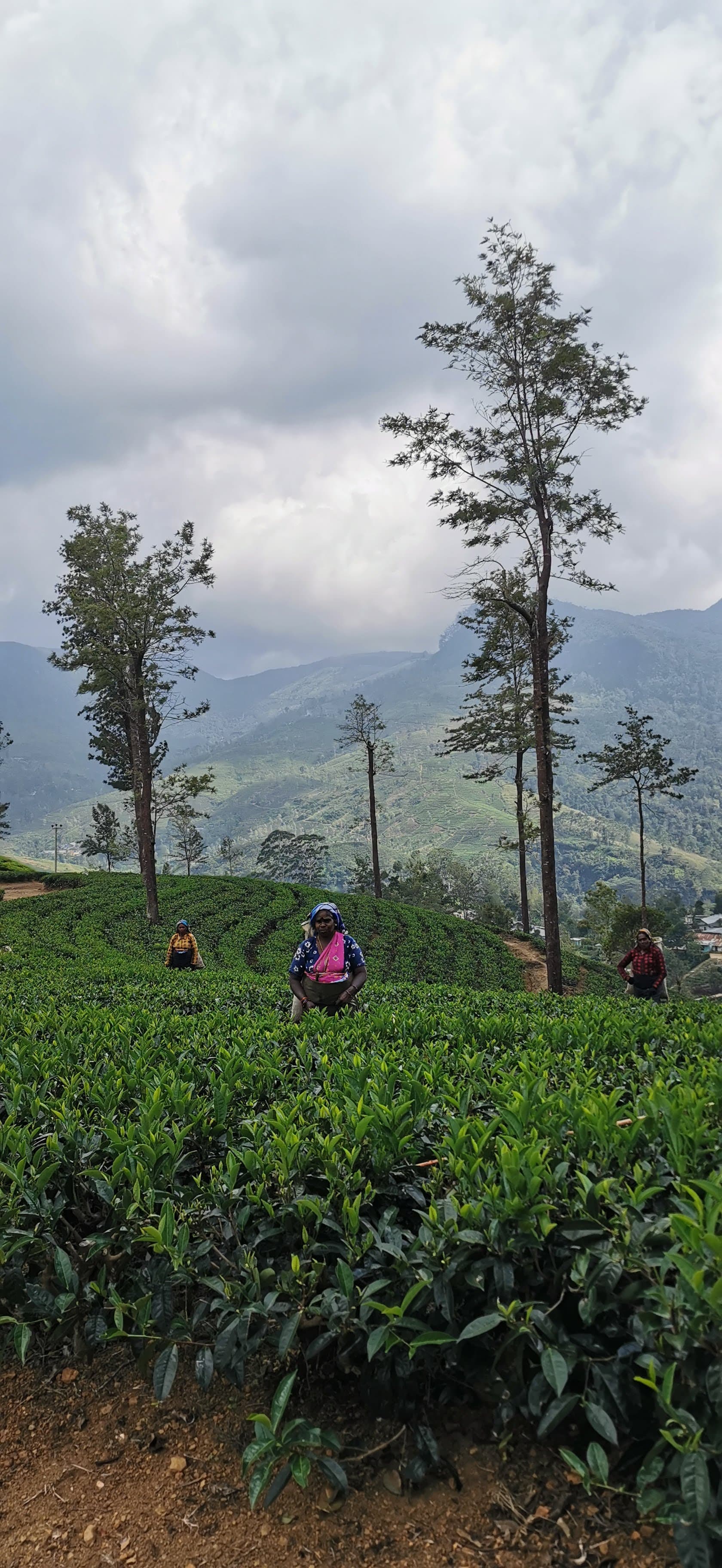 Tea plantations in the hill country of Sri Lanka