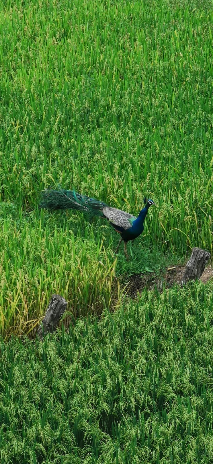 Sri Lanka Journey