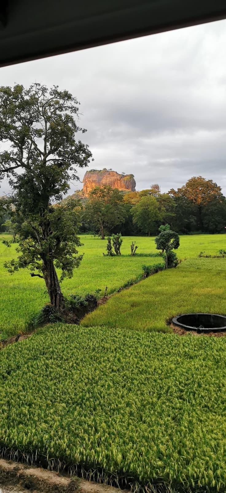 Sigiriya rock fortress rising above the forest