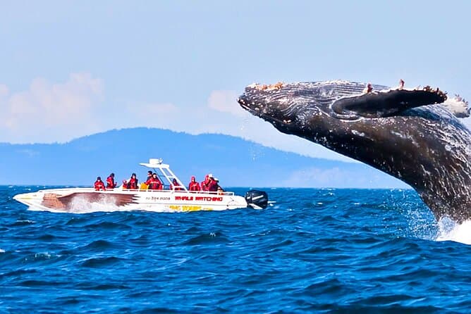 Whale Watching Tour