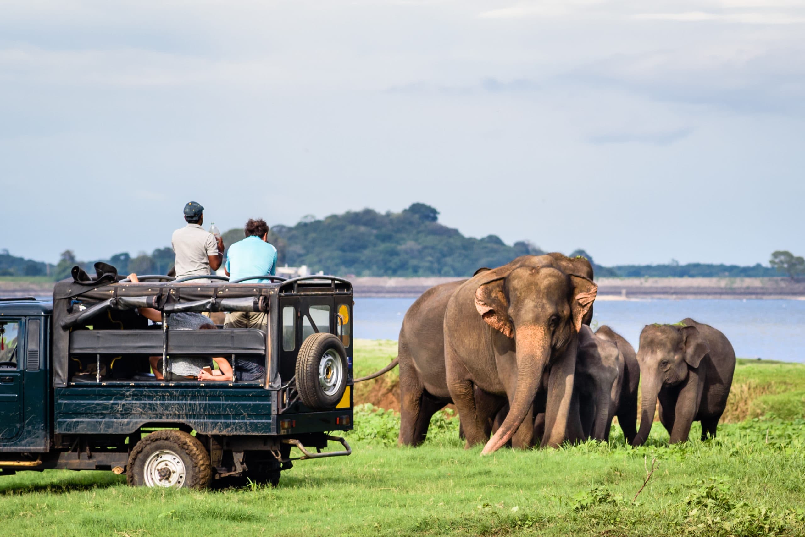 Safari & Wildlife